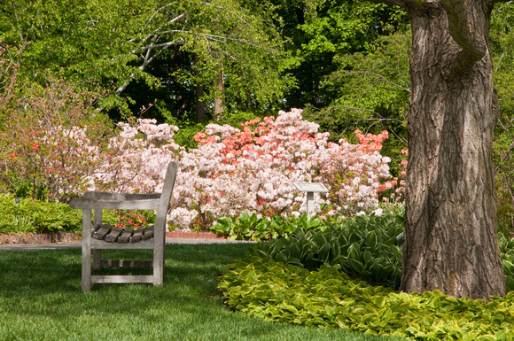 Woodland Azalea Garden