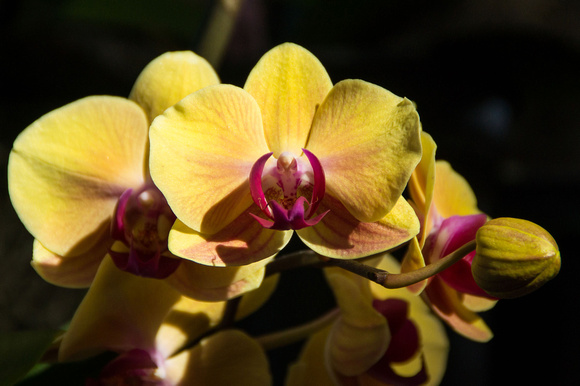 Orchid Tree, Mark Paulson, Yellow Orchid Red Bloom and Emerging,