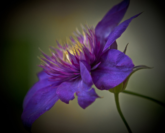Clematis