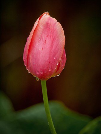 Tulip