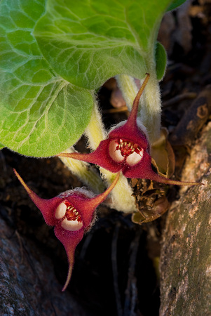 Wild Ginger_The Wildflower Garden