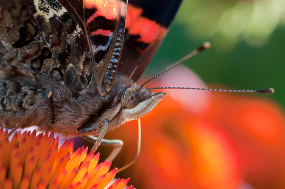 Red Admiral butterfly close up