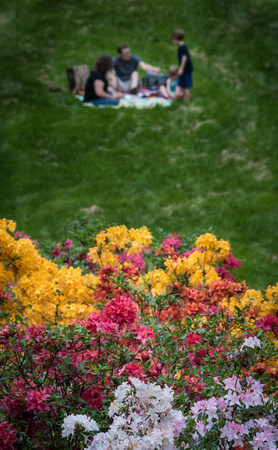 The Azalea Collection
