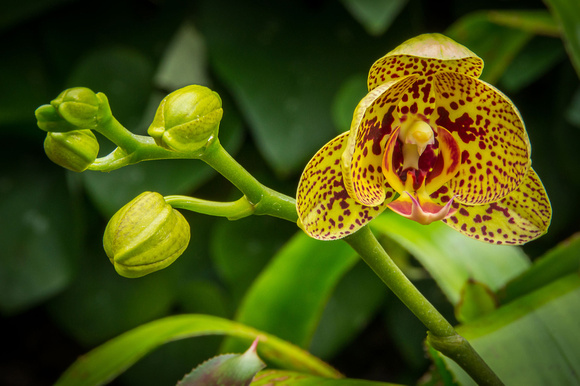 Orchid Tree, Mark Paulson, Tiger Orchid w Emerging, 05