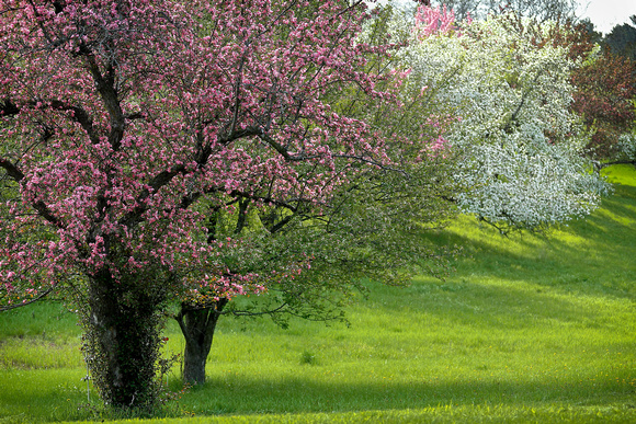 Spring Flowering Crab Apple Trees 2022