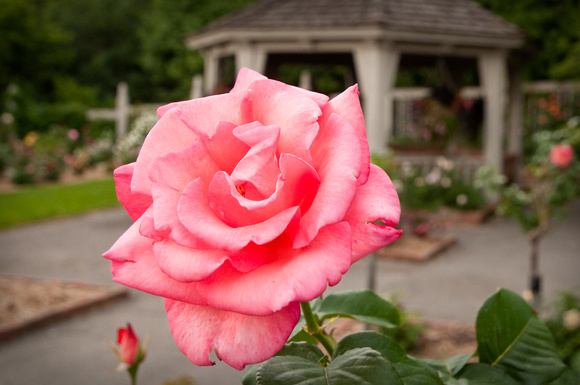 'Touch of Class' Hybrid Tea Rose