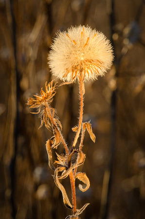 Winter on the Prairie 1