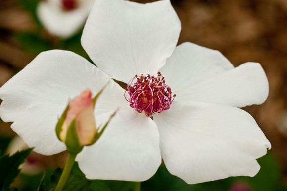 'White Wings' Hybrid Tea Rose