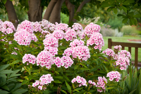 Garden Phlox