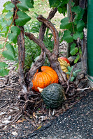 Grape Harvest 2011