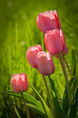 Sensory Garden Tulips