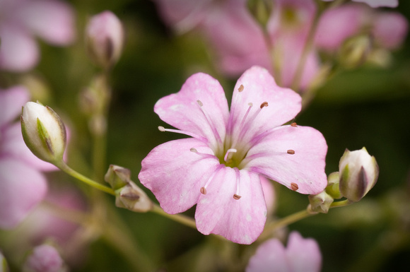 creeping gypsophila up close