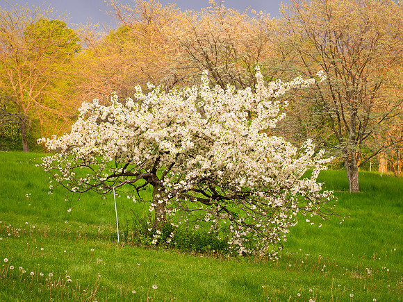 'Rosea' Sargent crabapple tree