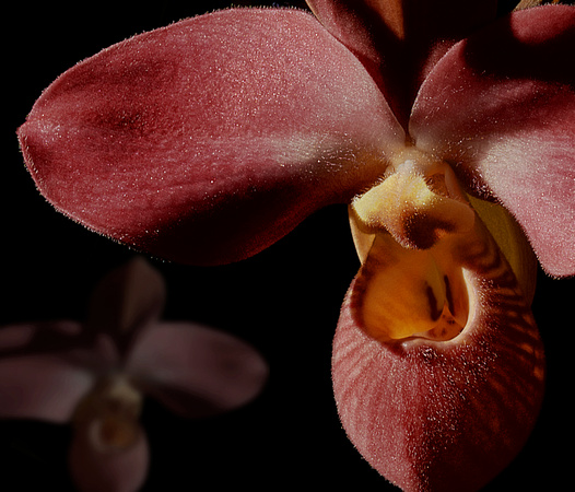 Orchids: Timeless Beauty