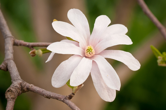 Magnolia Blossom