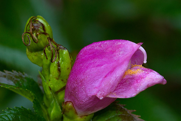 Pink Turtlehead on a wet fall day_Entrance Drive