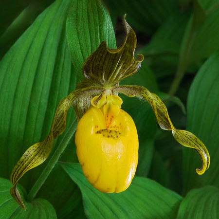 Large Yellow Lady Slipper_The Wildflower Garden