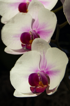Orchid Tree, Mark Paulson, White Orchid String Vert,  04