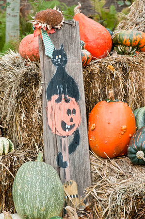 Pumpkin Palooza 2010