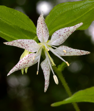 Spotted Fairybells_Wildflower Garden