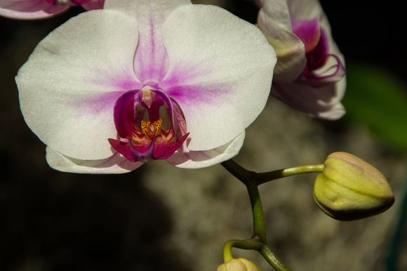 Orchid Tree, White Orchid Purple Bloom and Emerging, Mark Paulso