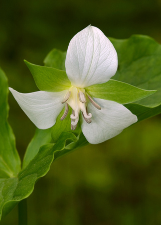 Declining Trillium_Wildflower Garden