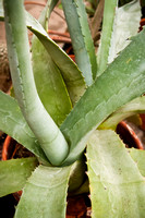Cozy up to Cactus 2011