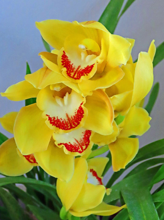 2024 Spring Flower Show