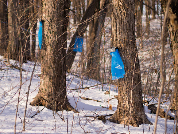 Maple sap collection
