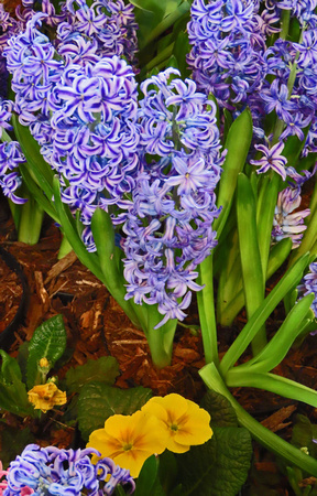 2025 Spring Flower Show