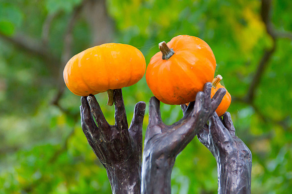 Arboretum Autumn Experience