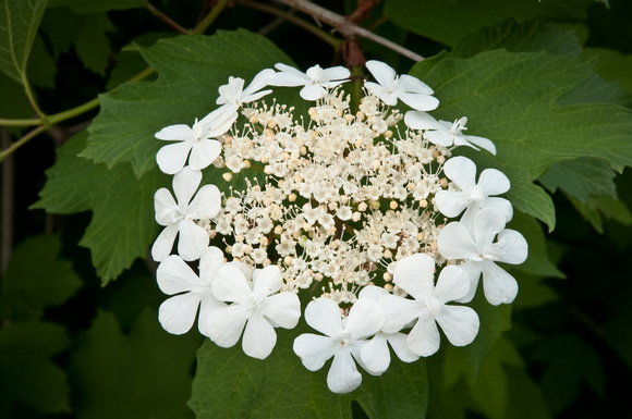 American Cranberry bloom