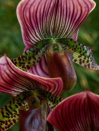 Orchids: Timeless Beauty