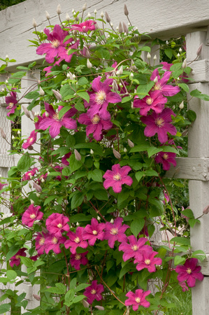 'Barbara Harrington' Vase Vine
