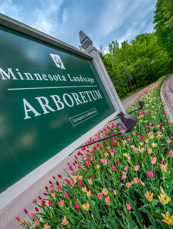 The 2012 Tulip Display