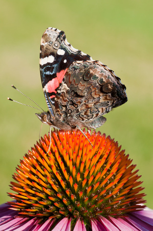 Red Admiral butterly on coneflower