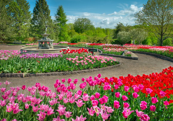 The 2012 Tulip Display