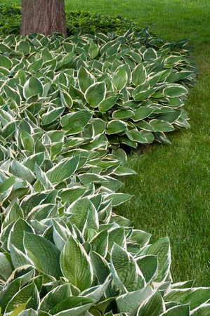 Hosta 'Green Gold' Plantain Lily