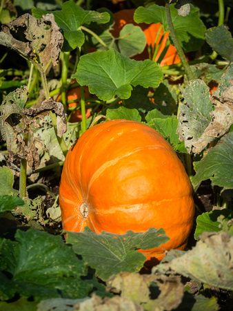 Pumpkin in Pumpkin Patch
