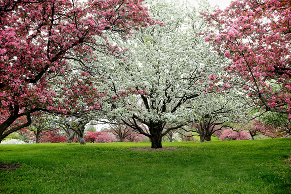 Spring Flowering Crab Apple Trees 2022