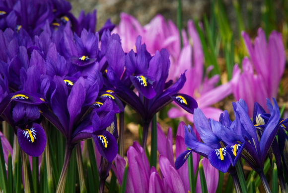 WIB 2010 Dwarf Dutch Iris