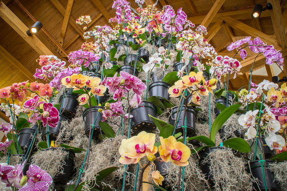 Orchid Tree, Mark Paulson, Orchid Tree Lookiing Up, 03