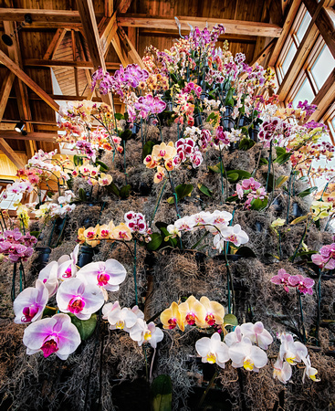 The Orchid Tree