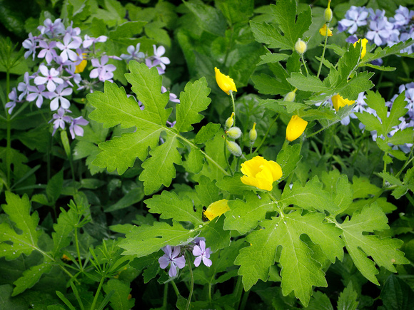 Spring Woodland Flowers 2022