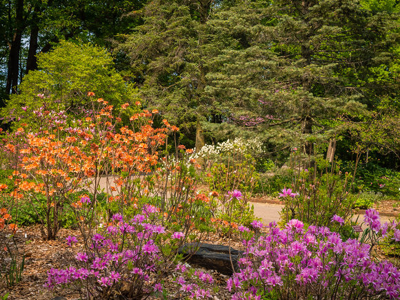 Woodland Azalea Garden
