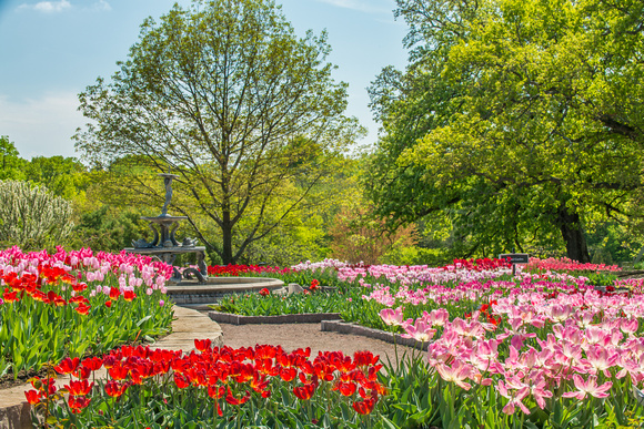 The 2012 Tulip Display