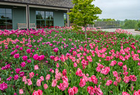 2012 Renata Winsor Tulip Display