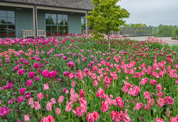 The 2012 Tulip Display