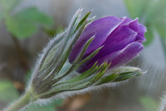 Purple Pasque Flower Emerging2_WildFlower Garden