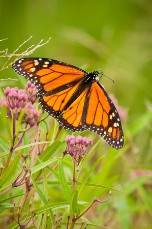 Monarch Butterfly
